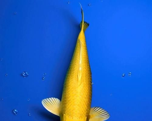 秋翠锦鲤的养护指南（打造迷人的秋季水族馆）