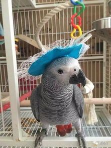 “伯劳鸟养护攻略，新手必看！”