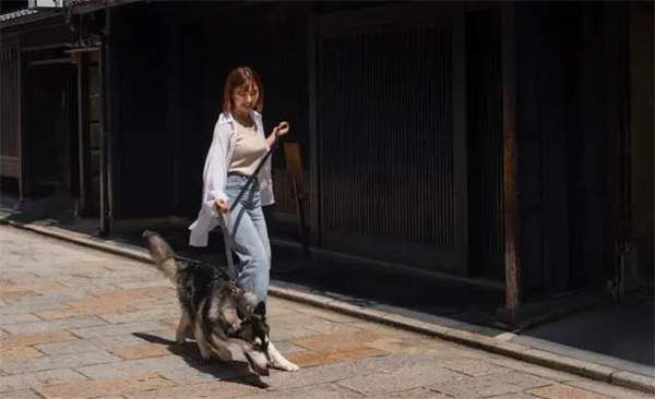 哈士奇怎么饲养，哈士奇饲养注意事项