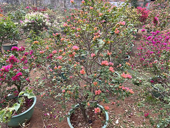 宠物夏季养护注意事项：防暑降温、饮食调整与蚊虫防护策略