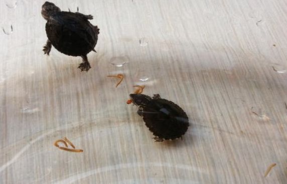 不知道迷你麝香龟吃什么食物?看这里