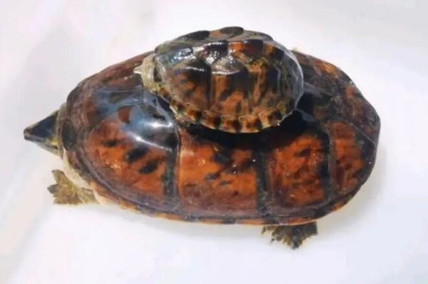 不知道迷你麝香龟吃什么食物?看这里