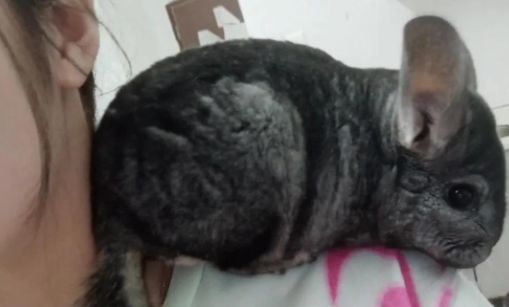 龙猫好养吗？新手必看全方位饲养指南！