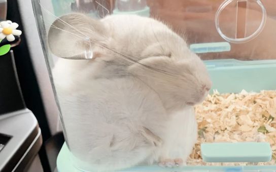 龙猫好养吗？新手必看全方位饲养指南！