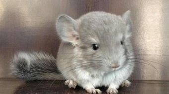 宠物龙猫养护指南？龙猫最适合的饲养环境和食物推荐