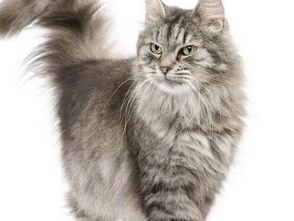 新手养缅因猫，禁忌技巧全攻略！