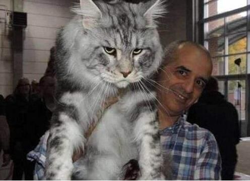 新手养缅因猫，禁忌技巧全攻略！