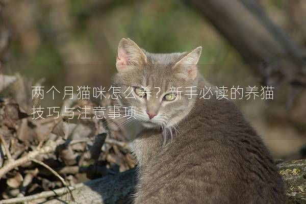 两个月猫咪怎么养？新手必读的养猫技巧与注意事项