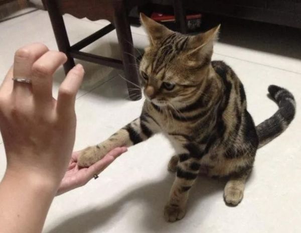 新手养猫必备技巧：如何训练猫咪和你握手？