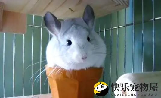 龙猫的独特魅力与饲养挑战详解