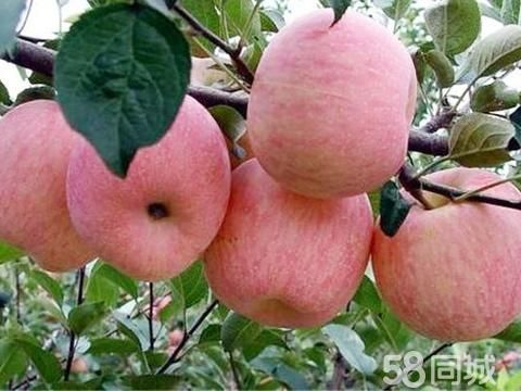 焦作花鸟鱼虫·苗木绿化树 杨树苗,梨树苗,桃树苗,杏树苗 果树苗 柿树 大叶女贞