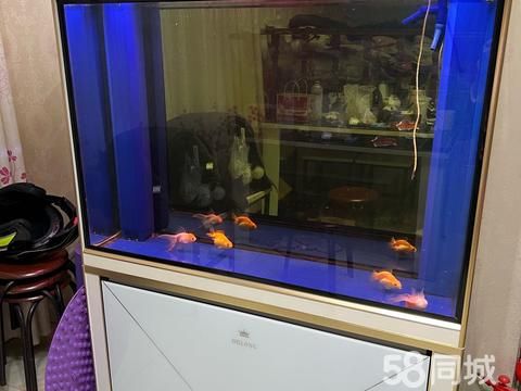 焦作花鸟鱼虫·出售鱼缸