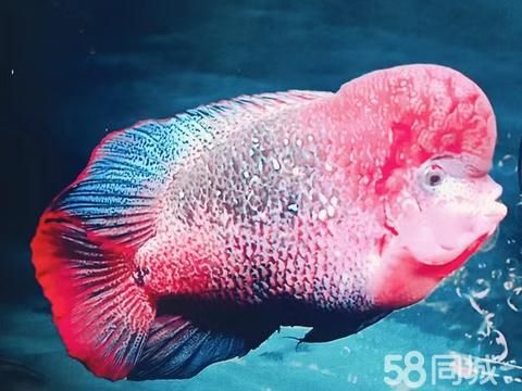 焦作花鸟鱼虫·各种尺寸的鱼缸货架及养鱼用具，有需要的联系。 