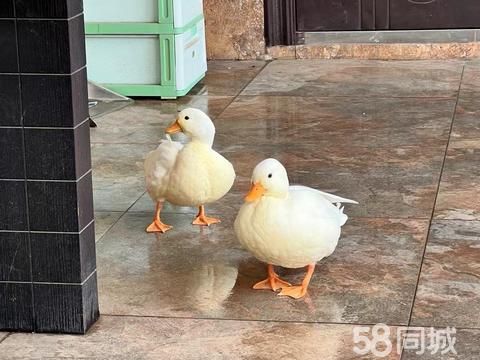 焦作花鸟鱼虫·自家养的柯尔鸭下蛋了！