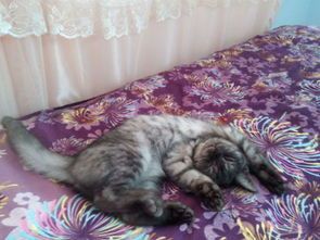 小猫不能吃牛肉？为什么它们会过敏？