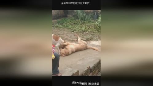 金毛来到农村被田园犬欺负！