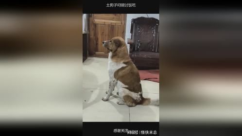 土狗子叼碗讨饭吃