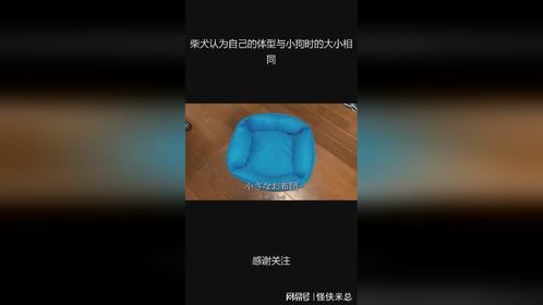 柴犬认为自己的体型与小狗时的大小相同