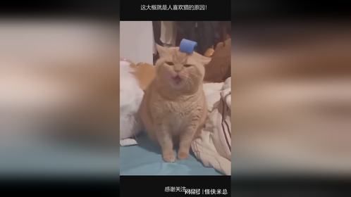 这大概就是人喜欢猫的原因！