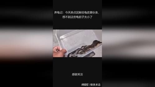 养龟记：今天弄点泥鳅给龟改善伙食，想不到这些龟胆子太小了
