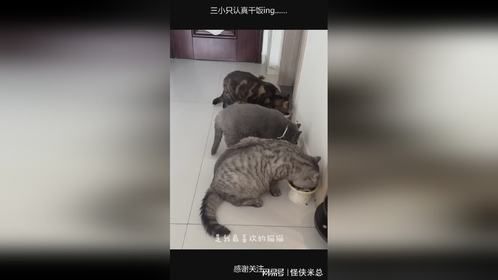 三小只认真干饭ing……