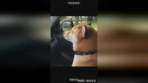 “快乐的柴柴”