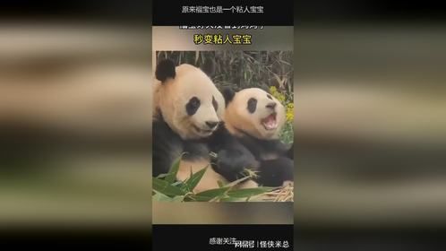 原来福宝也是一个粘人宝宝