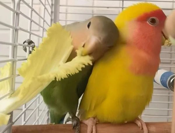 如何给鹦鹉选购鸟笼？（鹦鹉鸟笼选购指南）