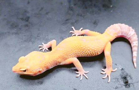 守宫能活几年：影响寿命的多维因素