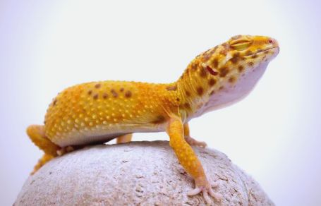 守宫能活几年：影响寿命的多维因素