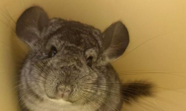 龙猫价格揭秘（龙猫价格因素分析及市场行情解读）