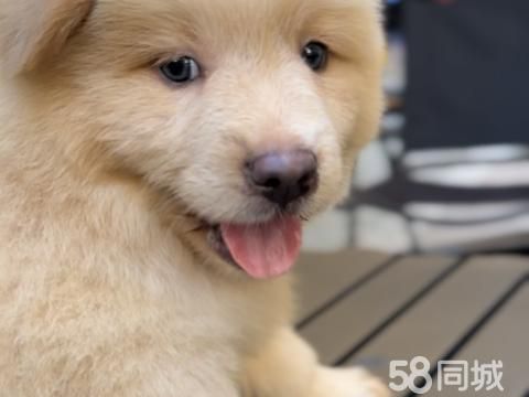 平果市健怿宠物店·平果土松