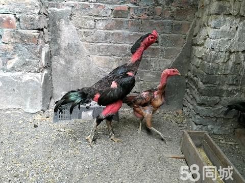 百色花鸟鱼虫·百色市右江区越南土炮