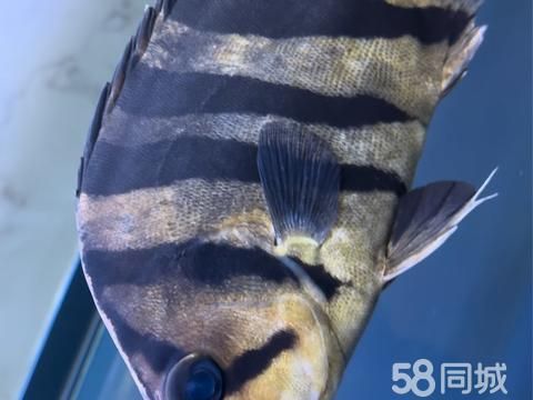 百色花鸟鱼虫·二手市场