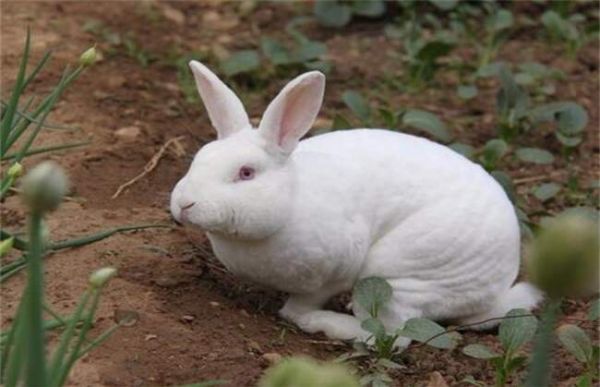 种兔