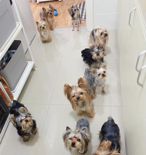 喂养约克夏犬的注意事项（宠物主人必看，打造健康幸福的约克夏犬生活）