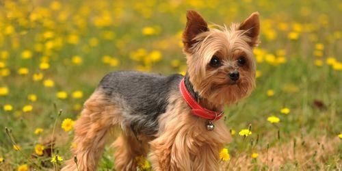 喂养约克夏犬的注意事项（宠物主人必看，打造健康幸福的约克夏犬生活）