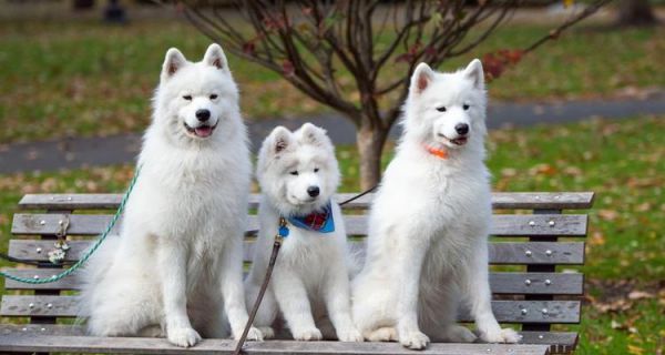 喂养萨摩耶犬的十大注意事项（宠物爱好者必看，让你的萨摩耶健康成长）