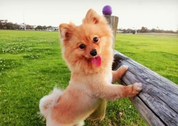 狗狗绝育手术，必看的7条注意事项