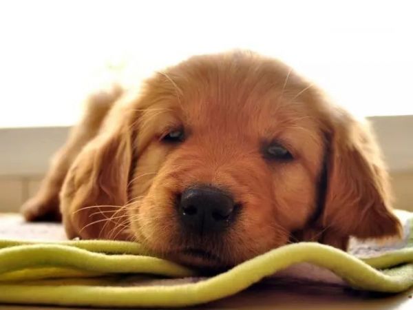 狗狗绝育手术，必看的7条注意事项