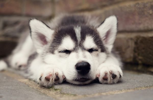 狗狗绝育手术，必看的7条注意事项