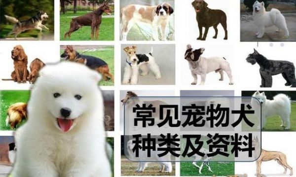 宠物狗养殖的要求及注意事项（了解宠物狗养殖要求，打造健康快乐的伙伴生活）