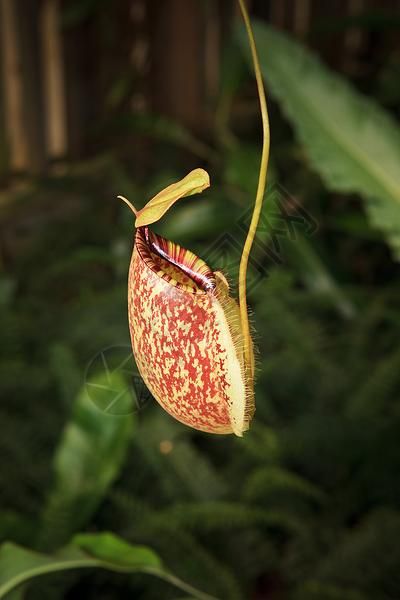 绿屋里的花盆高清图片