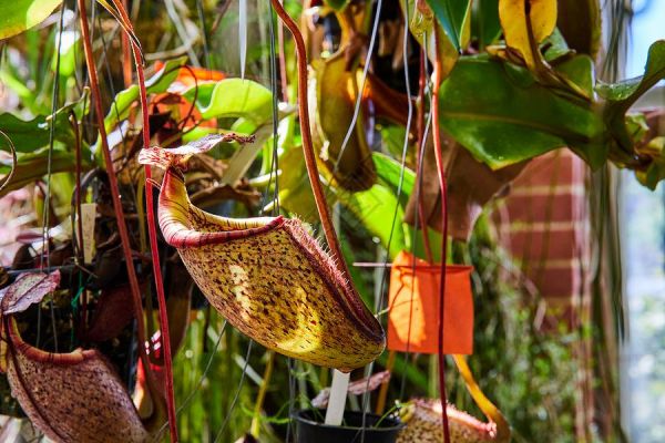 温室中盛开的猪笼草高清图片