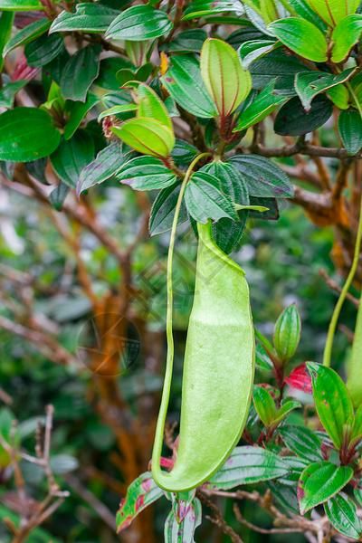 天然林中的猪笼草高清图片