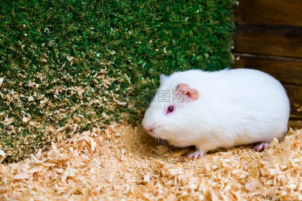 黑眼观察绿人造青草的白鼠小猪或CaviaPor图片