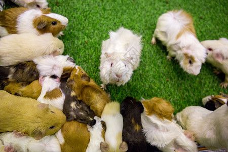 几内亚猪睡着了豚鼠毛皮宠物婴儿鼻子乐趣动物动物园食物家庭高清图片