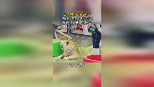 动物园的网红狮子小毛，被饲养员抢走球球也不生气