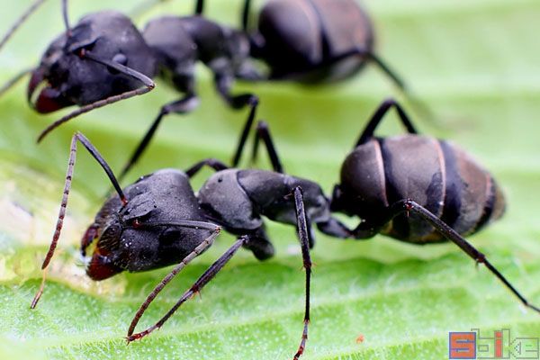 巴瑞弓背蚁