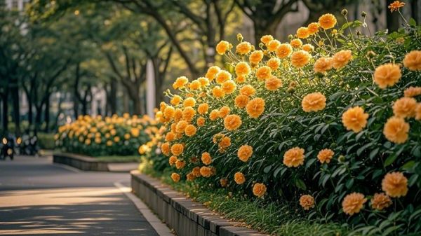 猪笼草水养还是土养更好 猪笼草怎么养